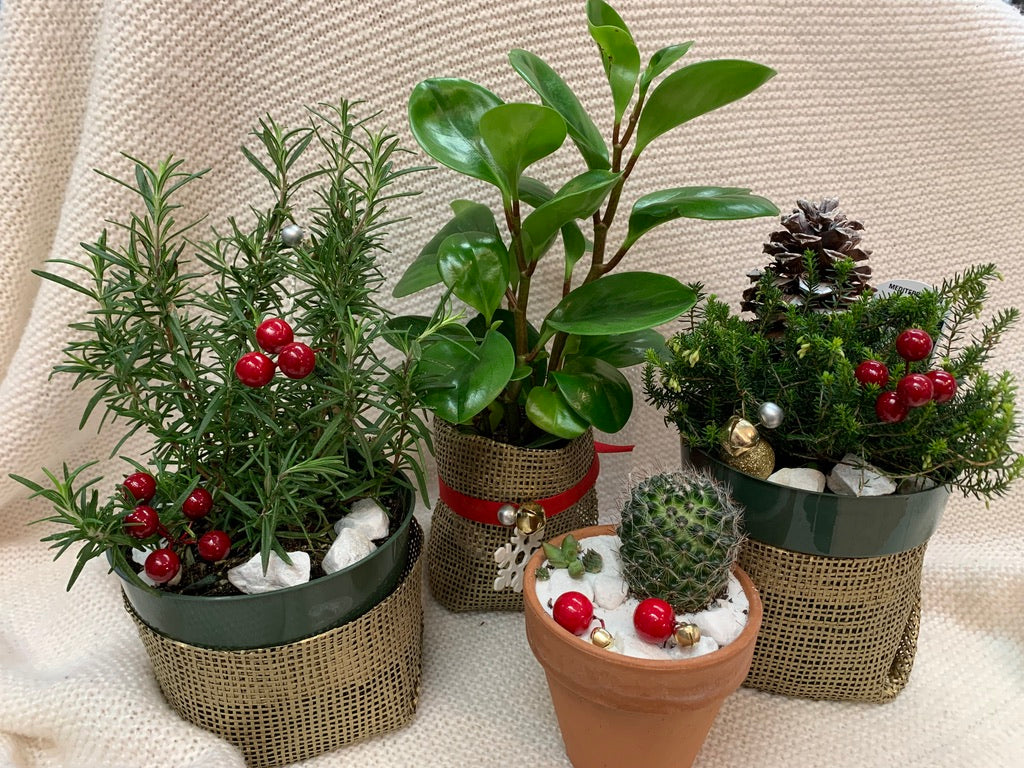 Christmas Planters now available!